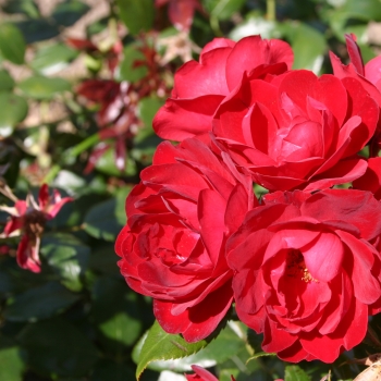 Rosa - hybride - Milano® - Korjuwko